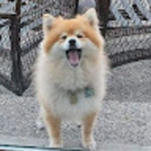 Meet your Posher, Dima